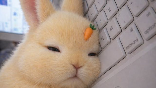 Tired Rabit — ChatGPT, Claude & Gemini theme preview